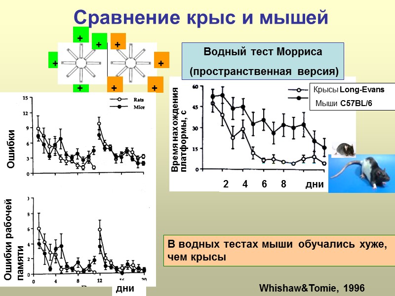 Сравнение крыс и мышей Whishaw&Tomie, 1996 В водных тестах мыши обучались хуже, чем крысы